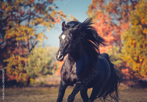Fototapeta Naklejka Na Ścianę i Meble -  Portrait of black expressive Arabian stallion on the autumn background