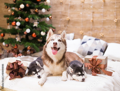 Animals. Three dogs Husky, gift box, Christmas tree, close up