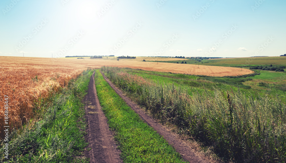 Obraz premium Sunny summer landscape with dirt rural road and wheat field