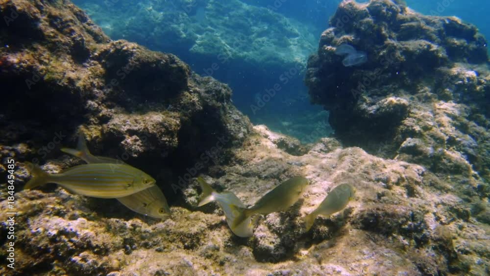 Swimming with a colourful fishes Swimming with a colourful fishes