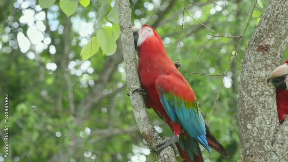 Two red macaw on a tree, Macaw climbing a tree. Two red macaw on a tree, Macaw climbing a tree.