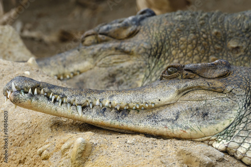 row of teeth of a crocodile © itsajoop