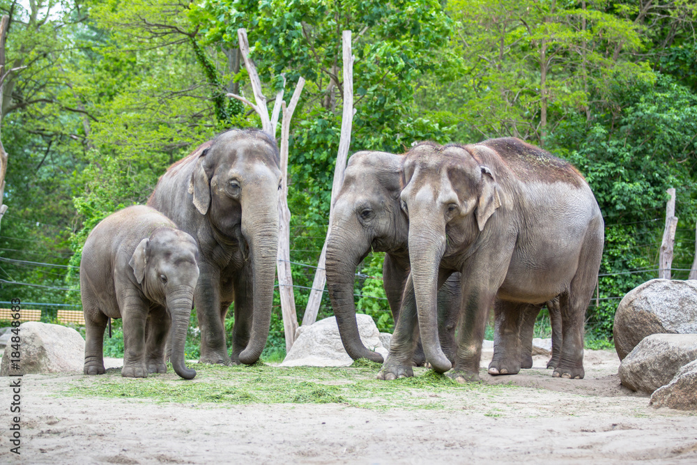 Fototapeta premium Elephant family in a Zoo of Berlin, Germany