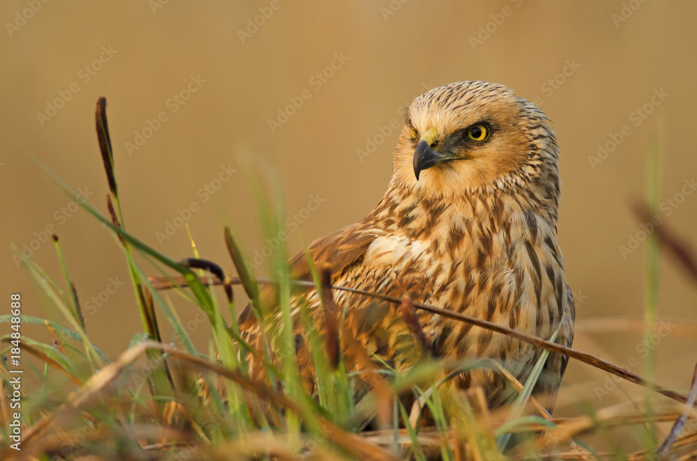Western Marsh-Harrier, Circus aeruginosus, bird of prey, male, in marsh, spring, mate time Western Marsh-Harrier, Circus aeruginosus, bird of prey, male, in marsh, spring, mate time