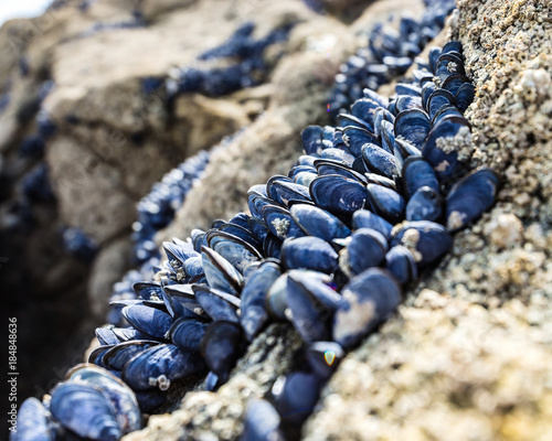 Wild mussels on the rocks of the coast in Brittany