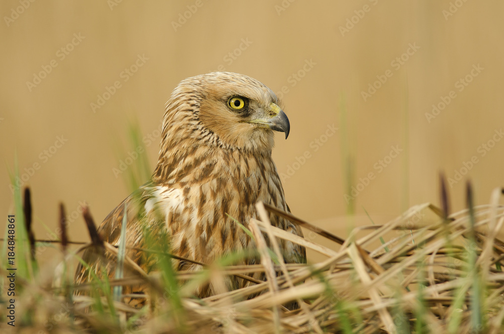 Φωτογραφία Western Marsh-Harrier, Circus aeruginosus, bird of prey, male, in marsh, spring,