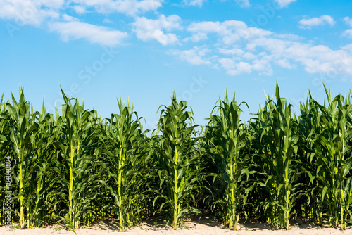 Obraz na płótnie field with green corn on a sunny day