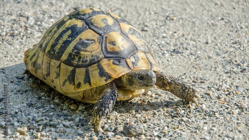 Turtle      Testudo graeca