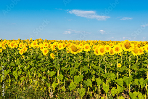 blooming sunflower field