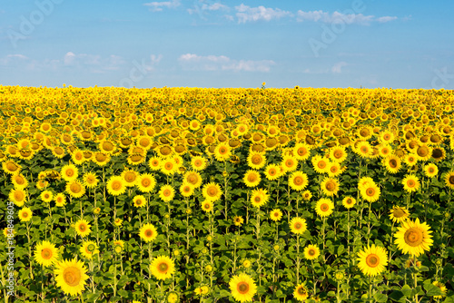 Fototapeta Naklejka Na Ścianę i Meble -  blooming sunflower field