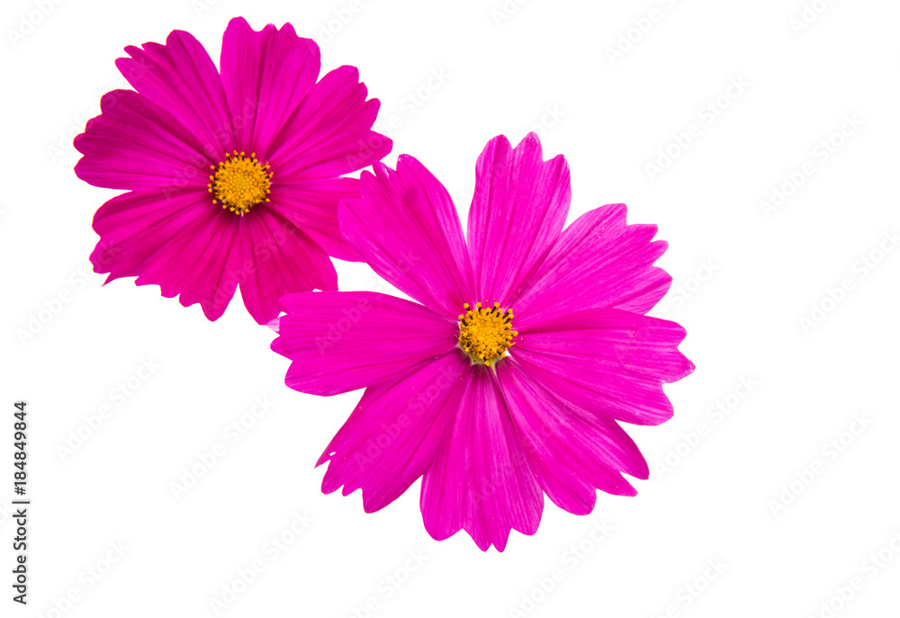 a flower of a cosmea isolated a flower of a cosmea isolated