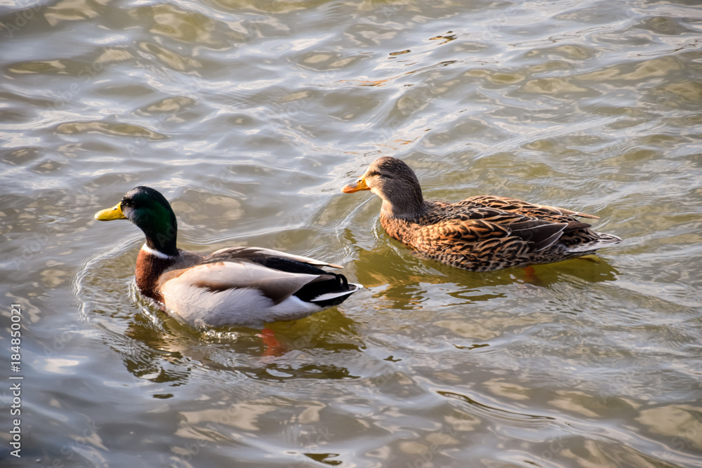 Ducks swimming in the pond. Wild mallard duck. Drakes and female Ducks swimming in the pond. Wild mallard duck. Drakes and female