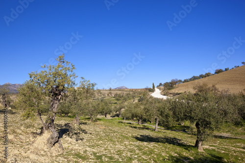 white road and olive groves