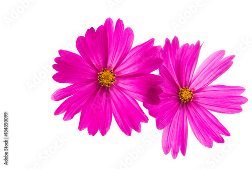 a flower of a cosmea isolated