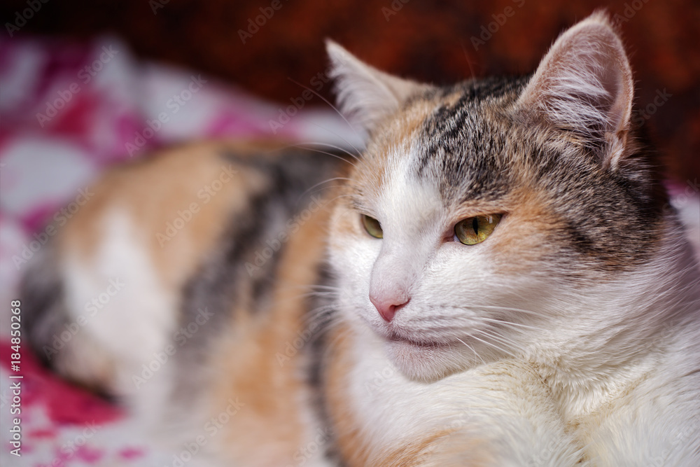 Cute cat is resting on the purple blanket Cute cat is resting on the purple blanket