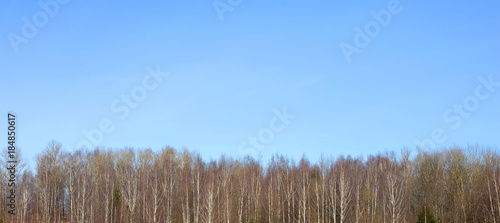 Wallpaper Mural Forest at early spring. Torontodigital.ca