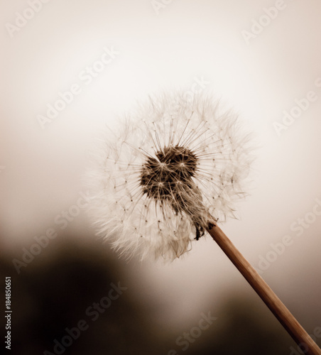 Dreamy dandelion background. Selective soft focus and shallow depth of field. Sepia photo,