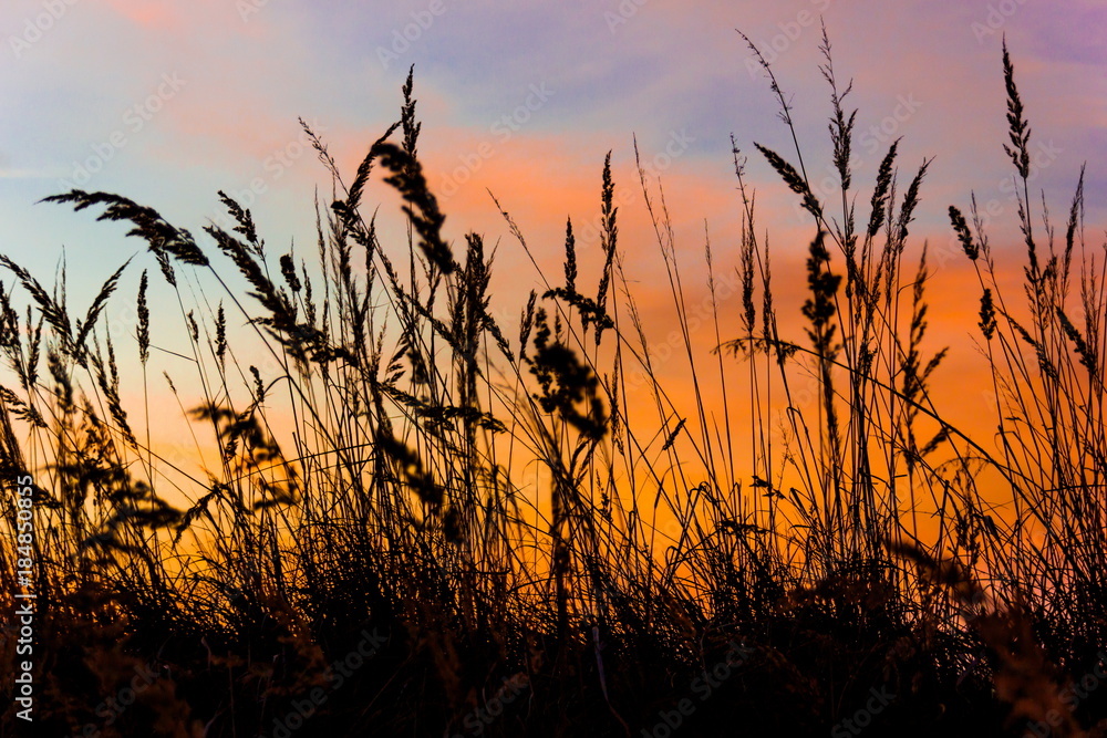 Obraz premium Grass on field in orange sunset