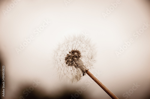 Dreamy dandelion background. Selective soft focus and shallow depth of field. Sepia photo,