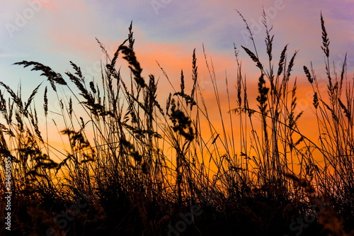 Grass on field in orange sunset