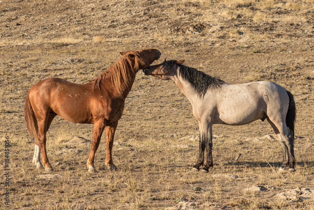Pair of Wild Horses in the Desert Pair of Wild Horses in the Desert