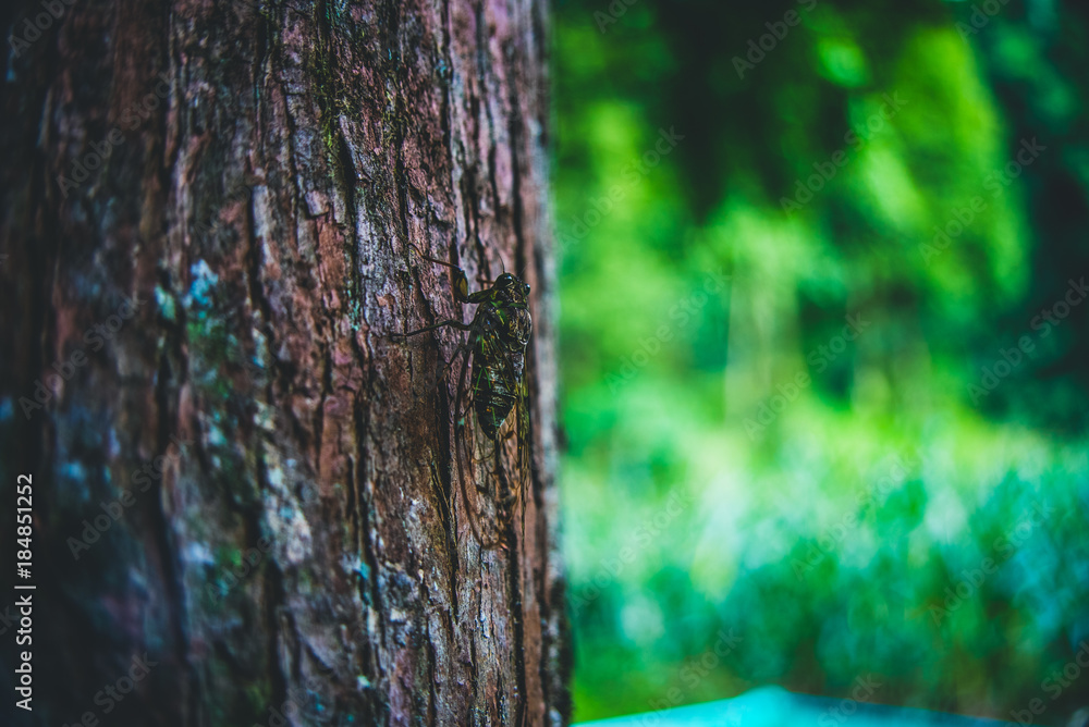 Obraz premium insect