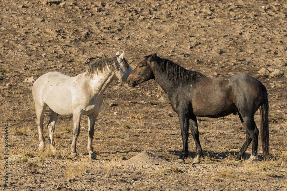 Pair of Wild Horses in the Desert Pair of Wild Horses in the Desert