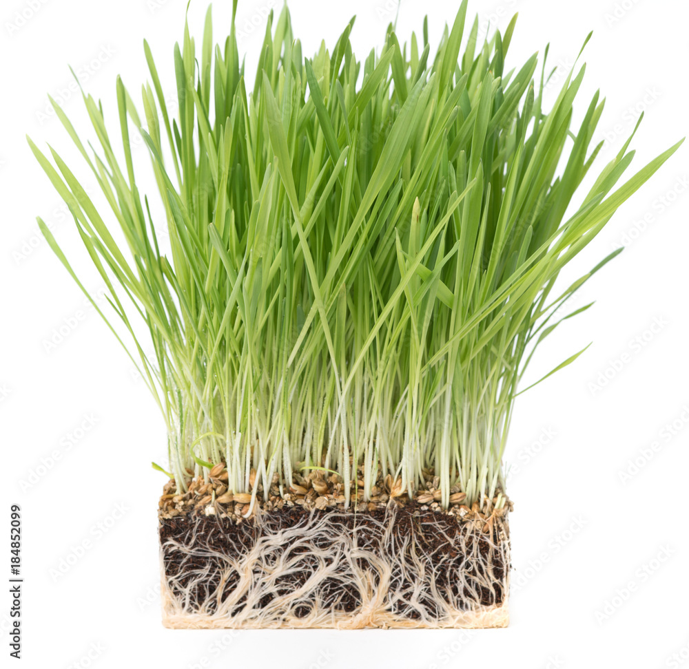Obraz premium Fresh wheat grass on white Growing grass isolated