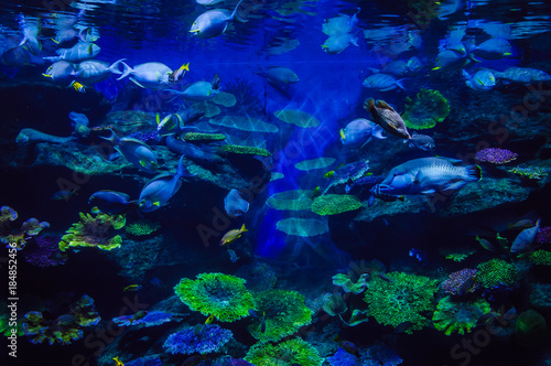 Photography Exotic fish in the ocean near Thailand