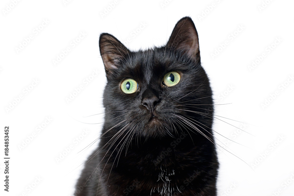 Muzzle of black cat on a white background