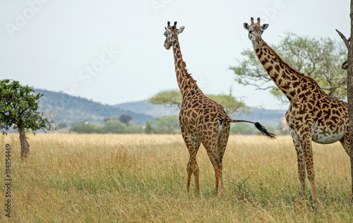 Giraffen Serengeti