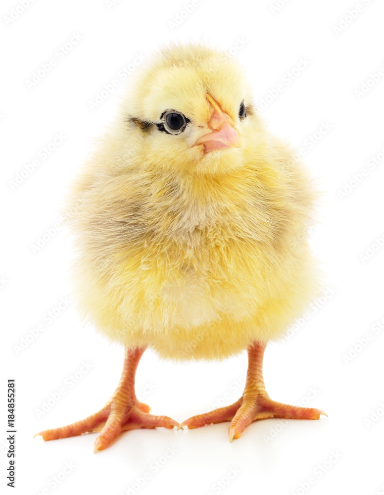 Fototapeta premium Small yellow chicken.