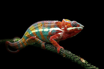 Handdoek met foto Kameleon Pantherkameleon op zwarte achtergrond  © kuritafsheen