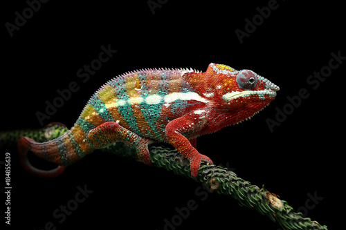 Chameleon panther with black background