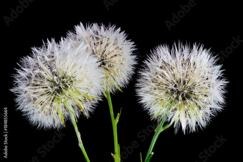 Beautiful and amazing focus stacked macro closeup of three dandelions on a black background  with many rain water dew drops on the petals and seeds