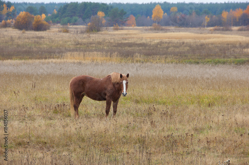Lonely horse at autumn landscape