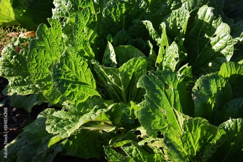 家庭菜園 白菜栽培stock Photo Adobe Stock