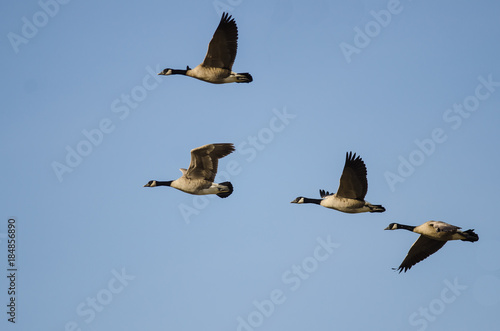 Four Canada Geese Flying in a Blue Sky
