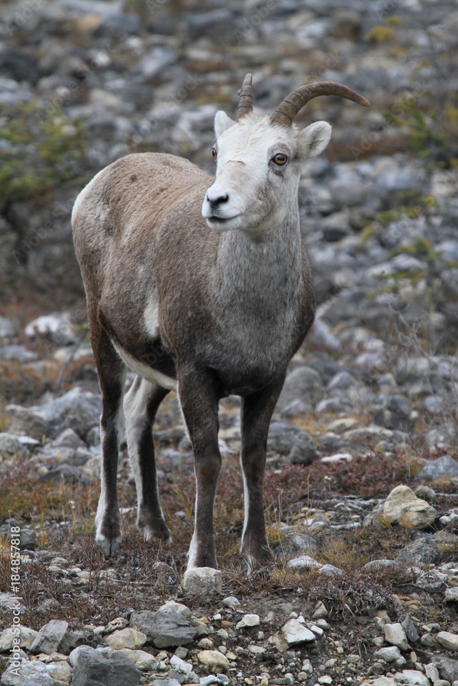 Upright picture of a young caribou Upright picture of a young caribou