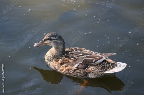A beautiful female of a wild duck is swimming in water.