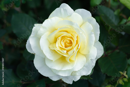 rose cream yellow