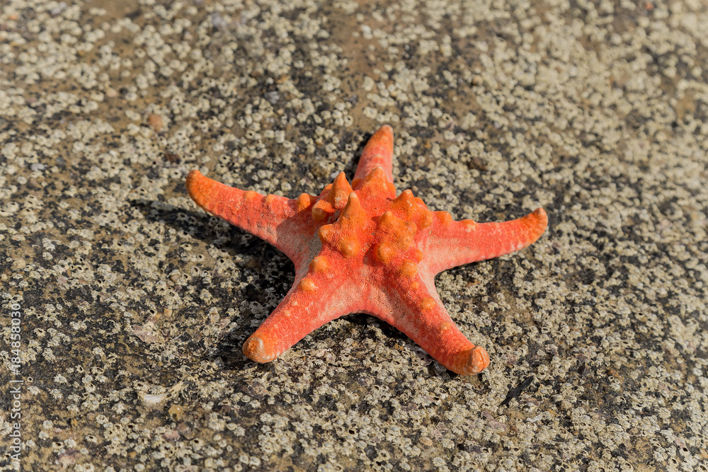 red starfish on sea tropical sand ocean beach at sunset, Concept of summer relaxation red starfish on sea tropical sand ocean beach at sunset, Concept of summer relaxation