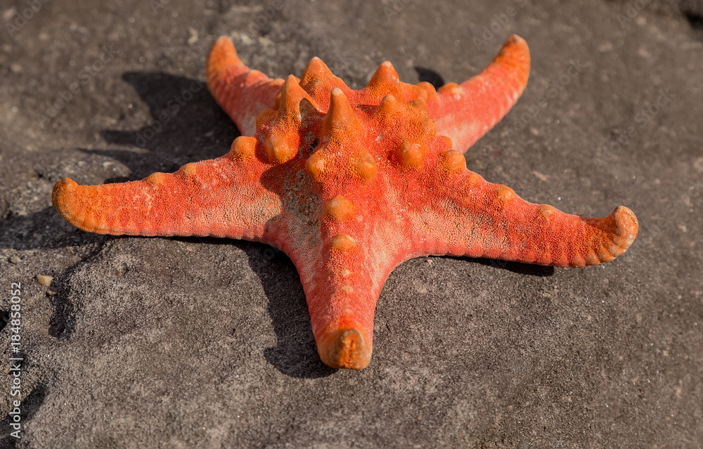 red starfish on tropical sand beach at sunset Shell Sea Star red starfish on tropical sand beach at sunset Shell Sea Star