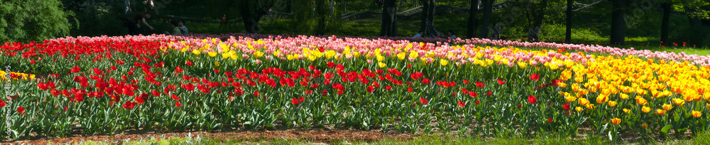 Tulips in a city park Keukenhof