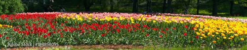 Tulips in a city park Keukenhof