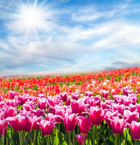 Fototapeta Naklejka Na Ścianę i Meble -  Panorama sun tulip field blossom on a spring sunny day