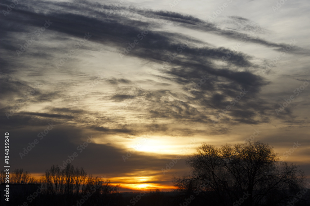 Fototapeta premium golden sunset behind the trees