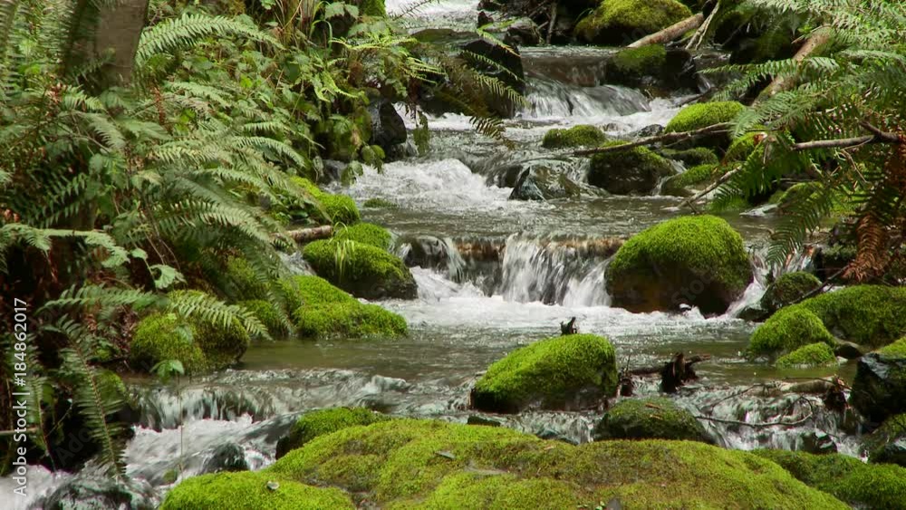 Stream runnning through forest