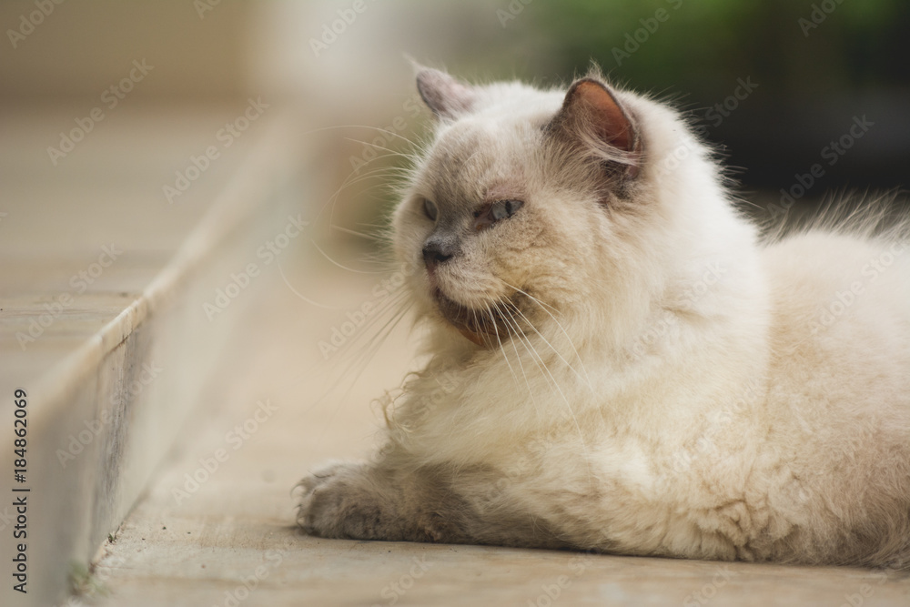 cat sit in terrace cat sit in terrace