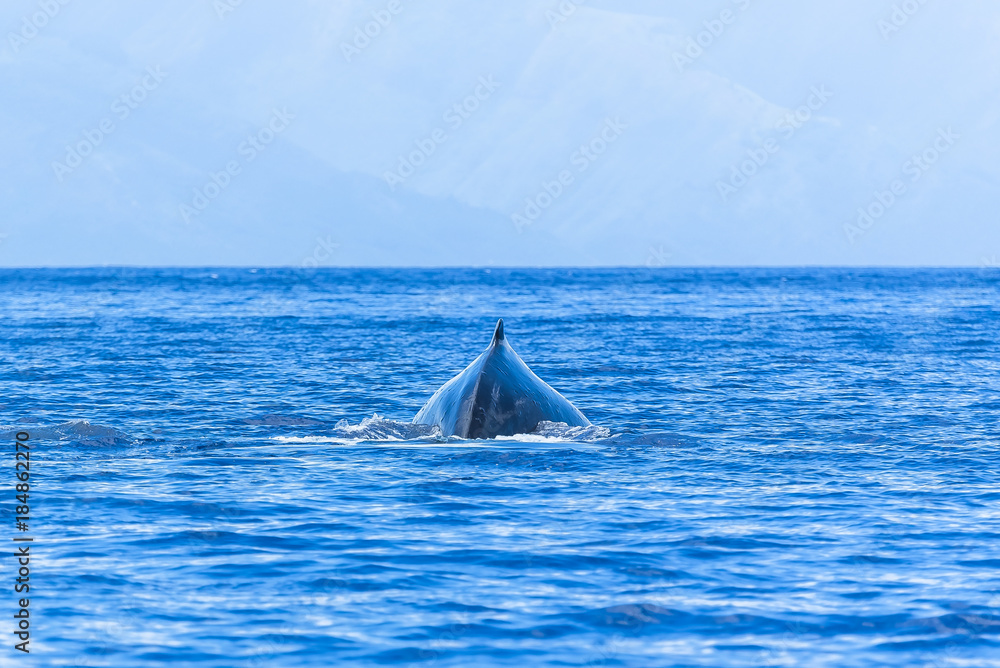 Fototapeta premium Humpback whale swimming in the Pacific Ocean, back of the whale diving 